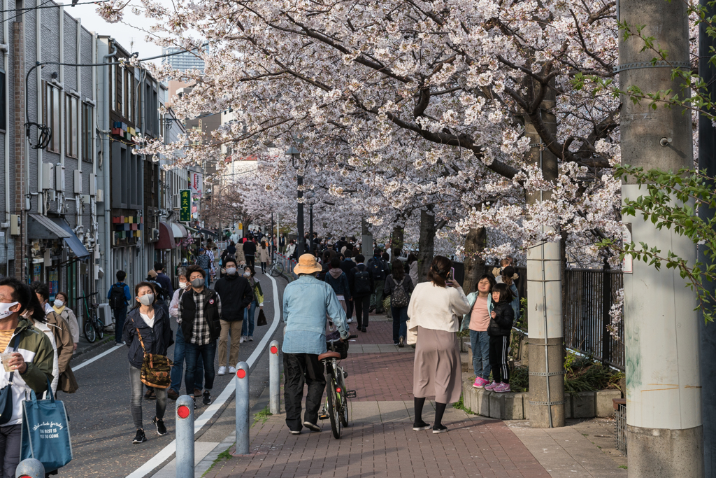 大岡川の桜