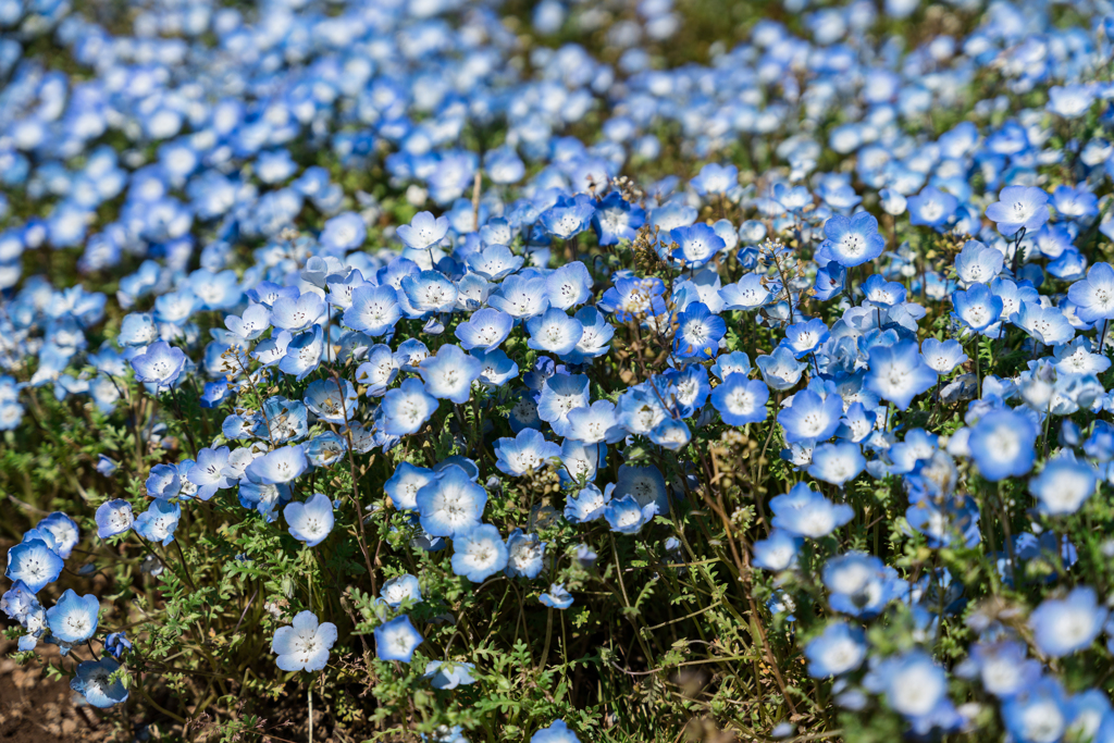 山中湖　花の都公園