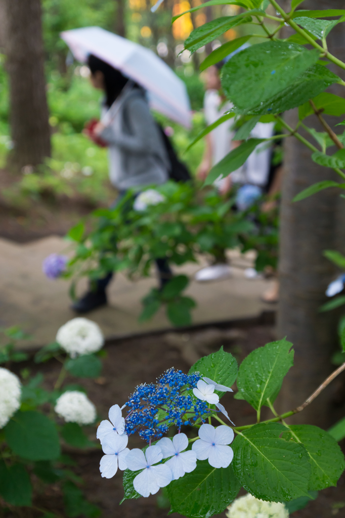 2015-06-22 八景島紫陽花祭り #18