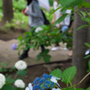 2015-06-22 八景島紫陽花祭り #18