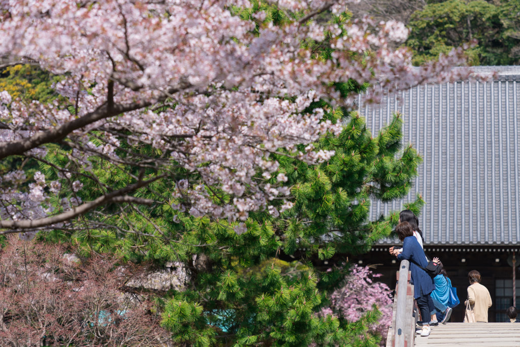 2018年春の称名寺