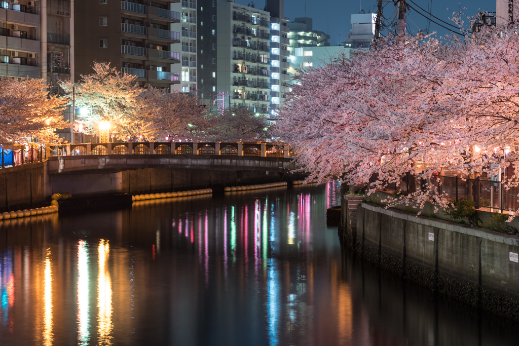 2018/03/28大岡川の桜