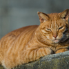 葉山の猫