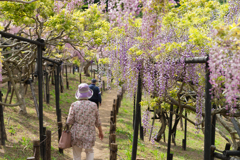 横須賀しょうぶ園