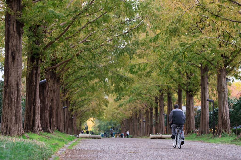 平塚総合公園　メタセコイア