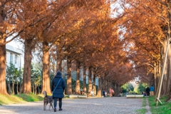平塚総合公園メタセコイア