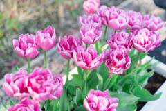 江ノ島　アイスチューリップ