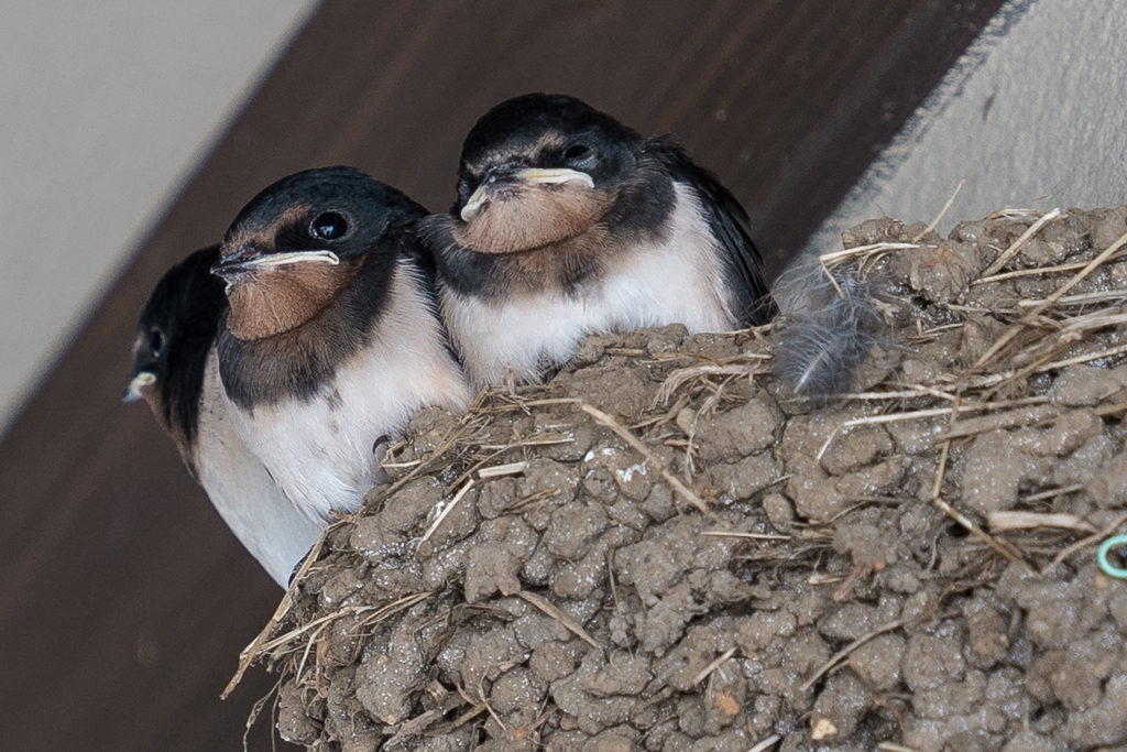 白糸の滝にいた燕　トリミング