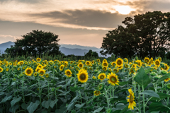 座間　ひまわり