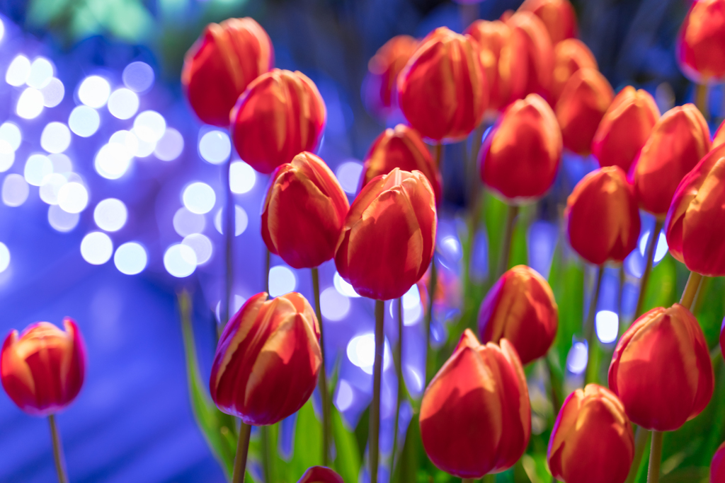 江ノ島　アイスチューリップ