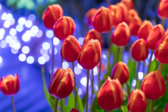 江ノ島　アイスチューリップ