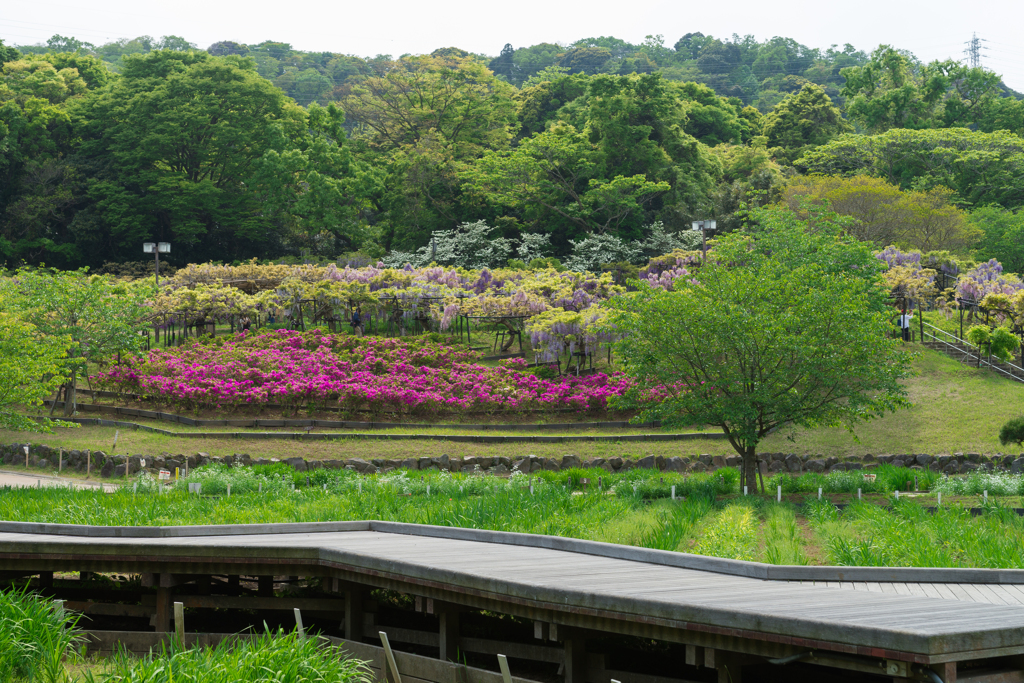 横須賀しょうぶ園