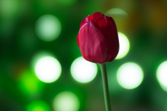 135mm F2.8 [T4.5] STF作例