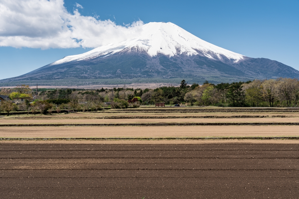 山中湖　花の都公園