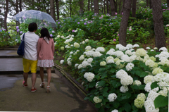 2015-06-22 八景島紫陽花祭り #29