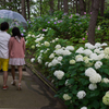 2015-06-22 八景島紫陽花祭り #29