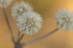 葉山しおさい公園