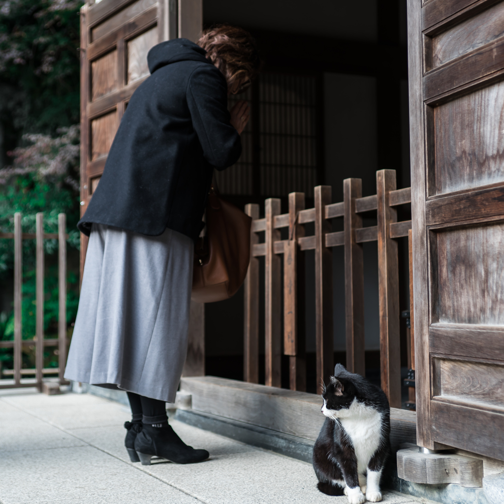 明月院の猫