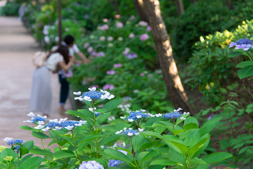 八景島あじさい祭り