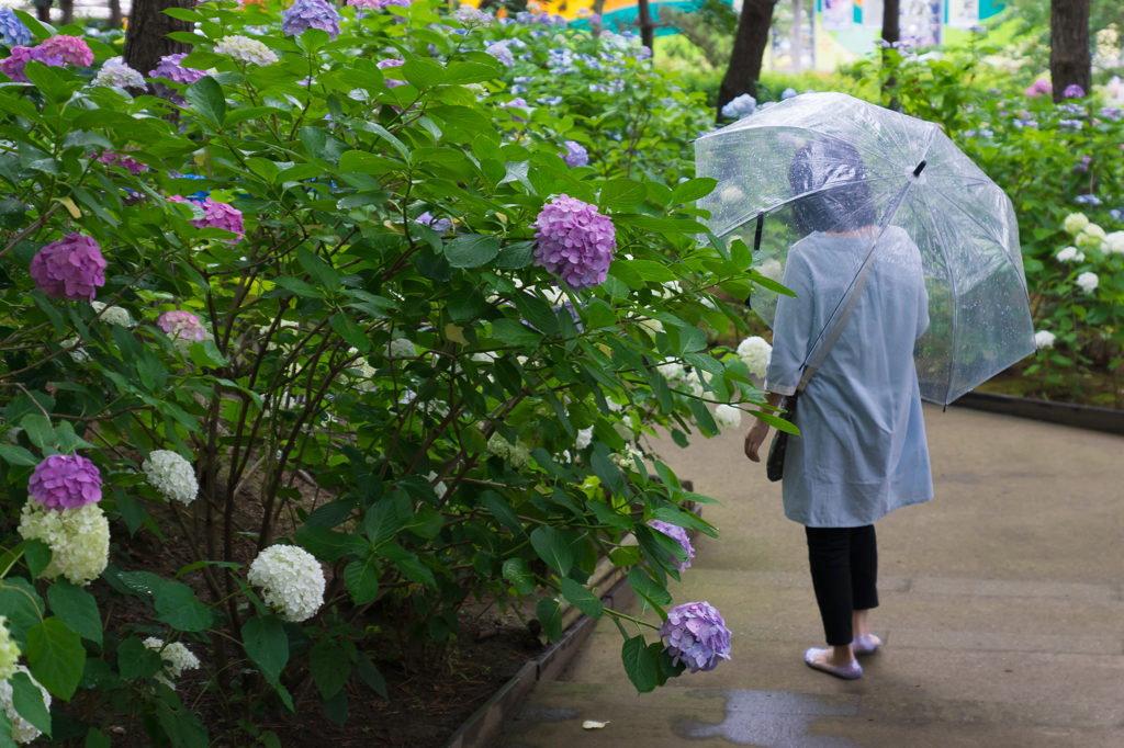 八景島 2015-06-21 blog #8