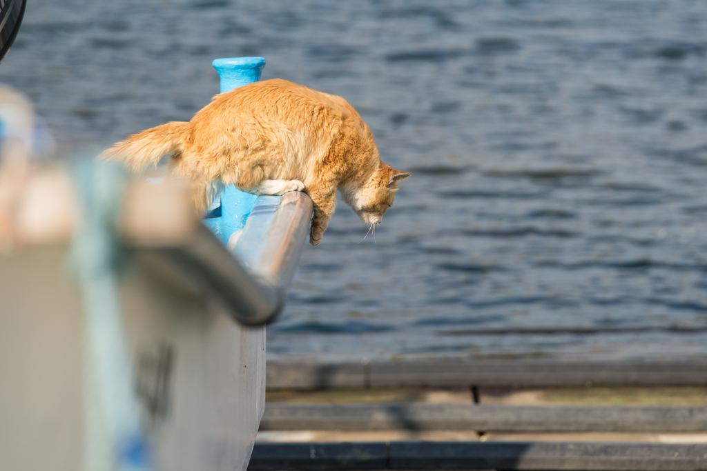 毘沙門漁港の猫 By Momoken819 Id 写真共有サイト Photohito