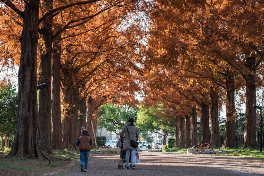 平塚総合公園メタセコイア