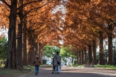 平塚総合公園メタセコイア
