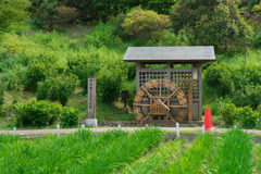 横須賀しょうぶ園