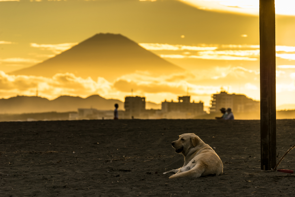 その犬は富士山と一緒にお留守番だった・・・