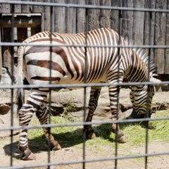 Zebra