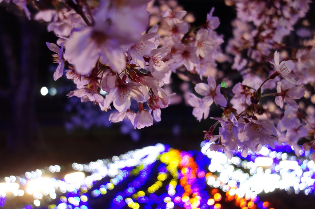 夜桜