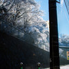 市街地×樹氷