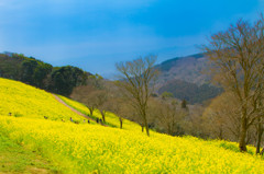春の丘