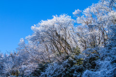 東京樹氷