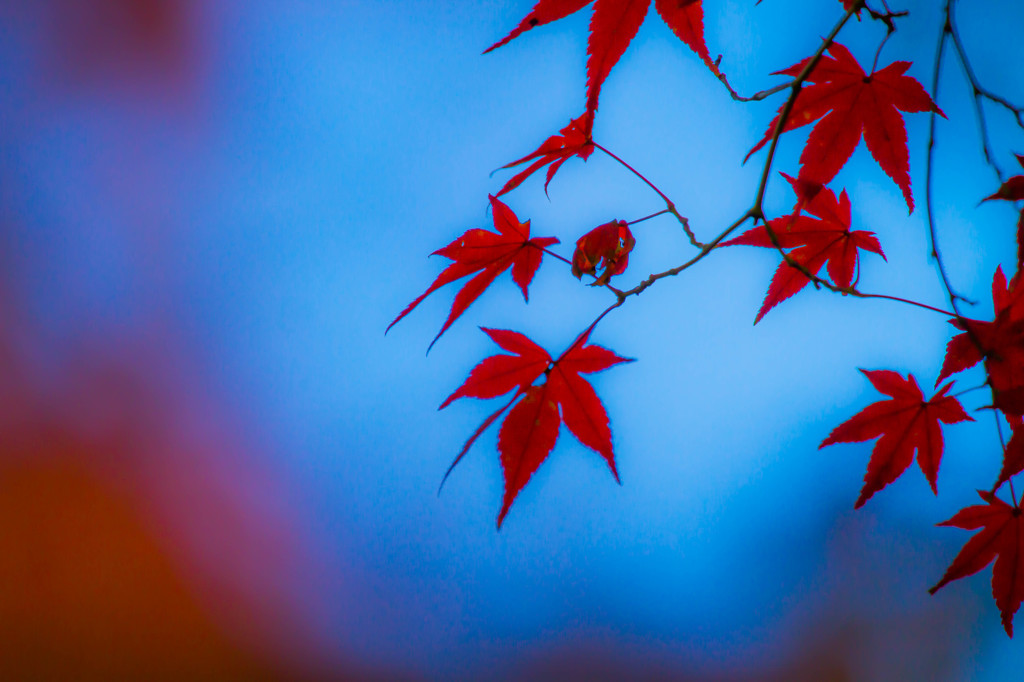 蒼と紅葉