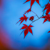 蒼と紅葉