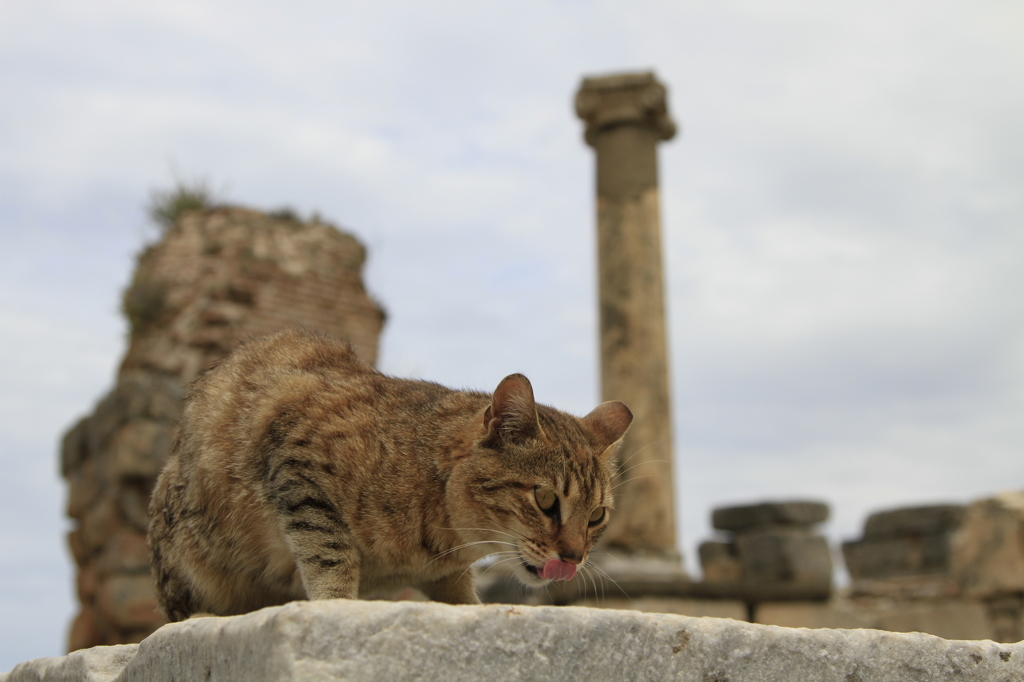 遺跡猫