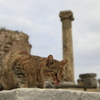 遺跡猫
