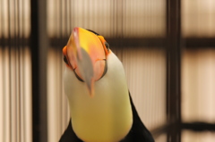 くちばし2