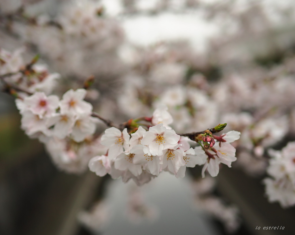 ｓａｋｕｒａ