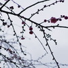 雨空を背にしても