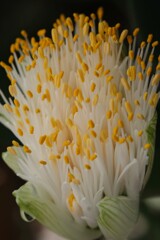 マユハケオモトの花～２