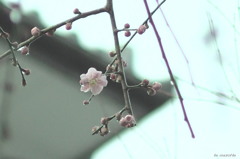 春の雨と梅の便りが届く頃