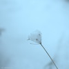 雪の花