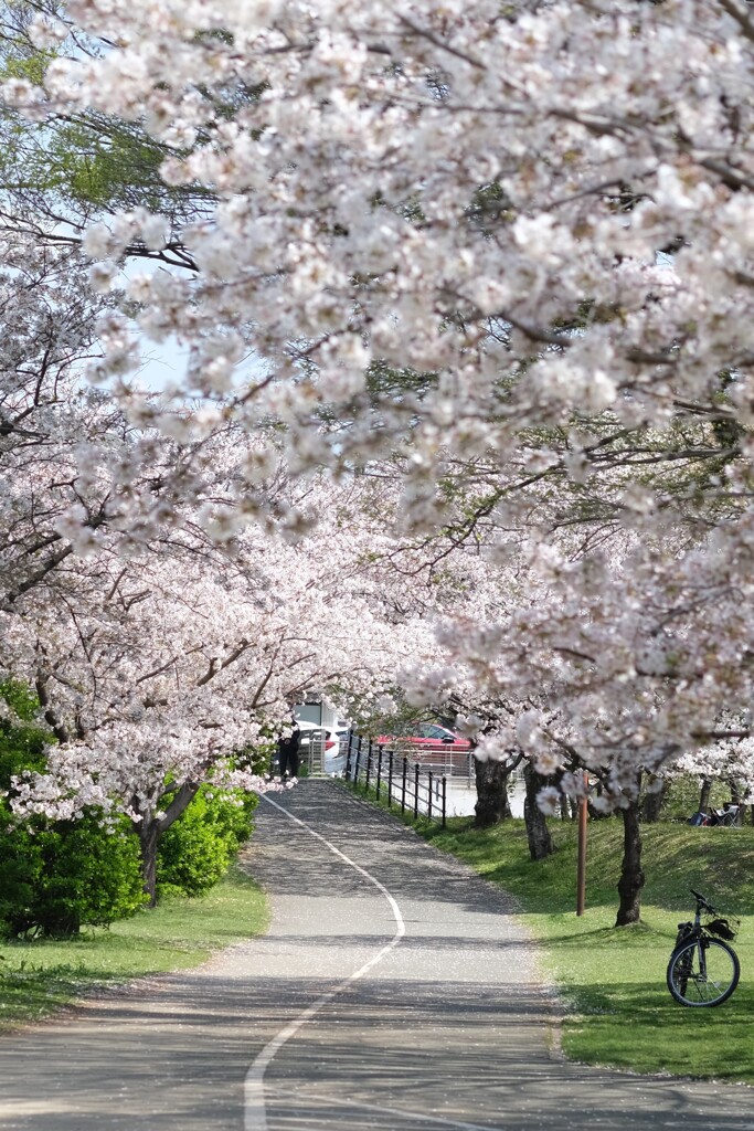 桜咲く道