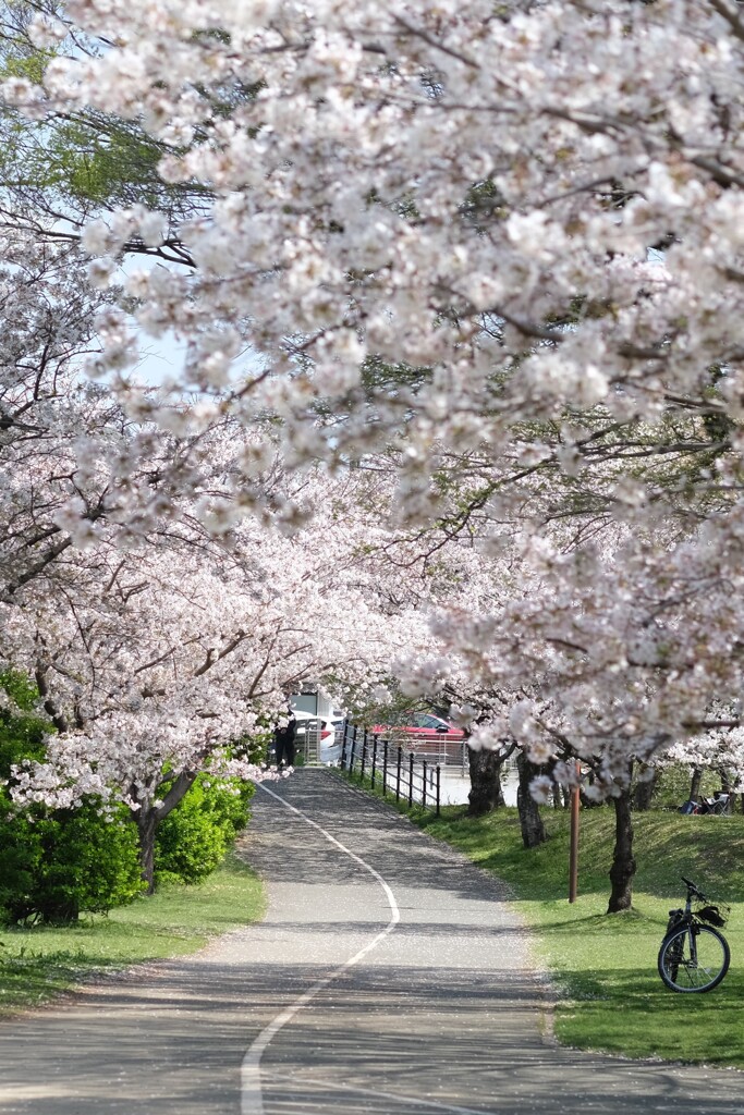 桜咲く道