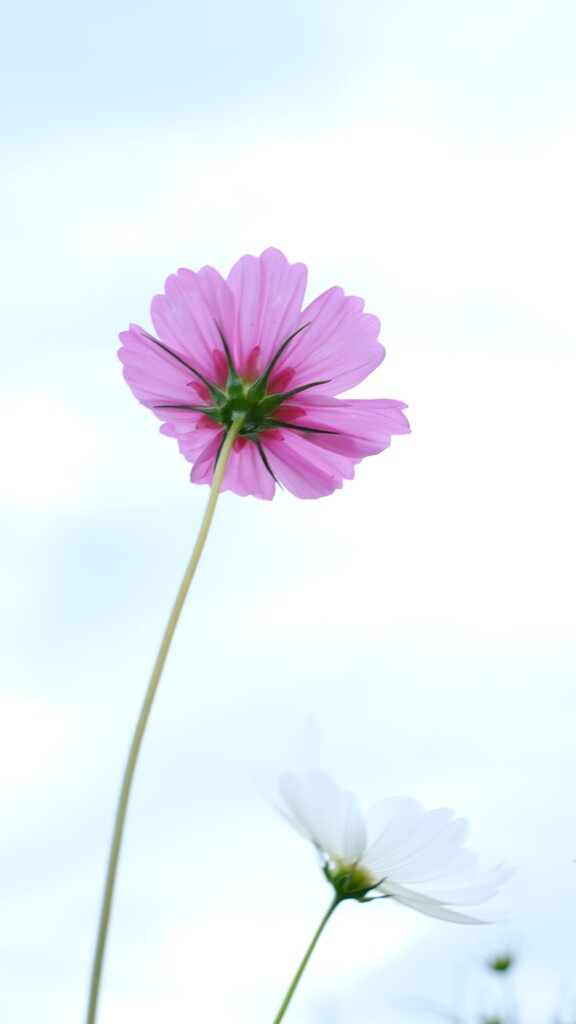 秋桜～2020その２　透