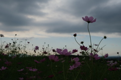 秋桜～2019