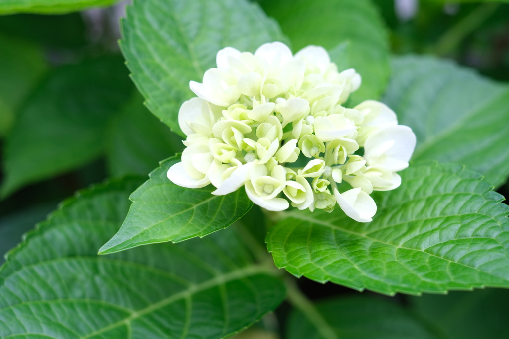 紫陽花～白になる
