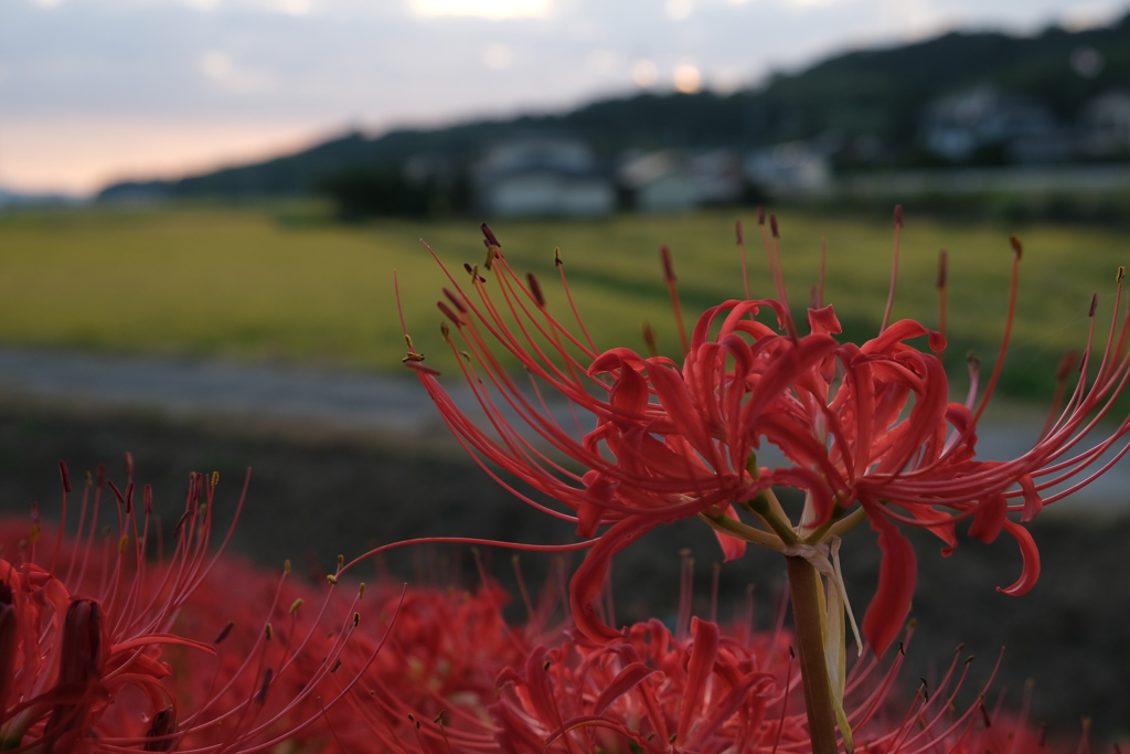 日暮れ